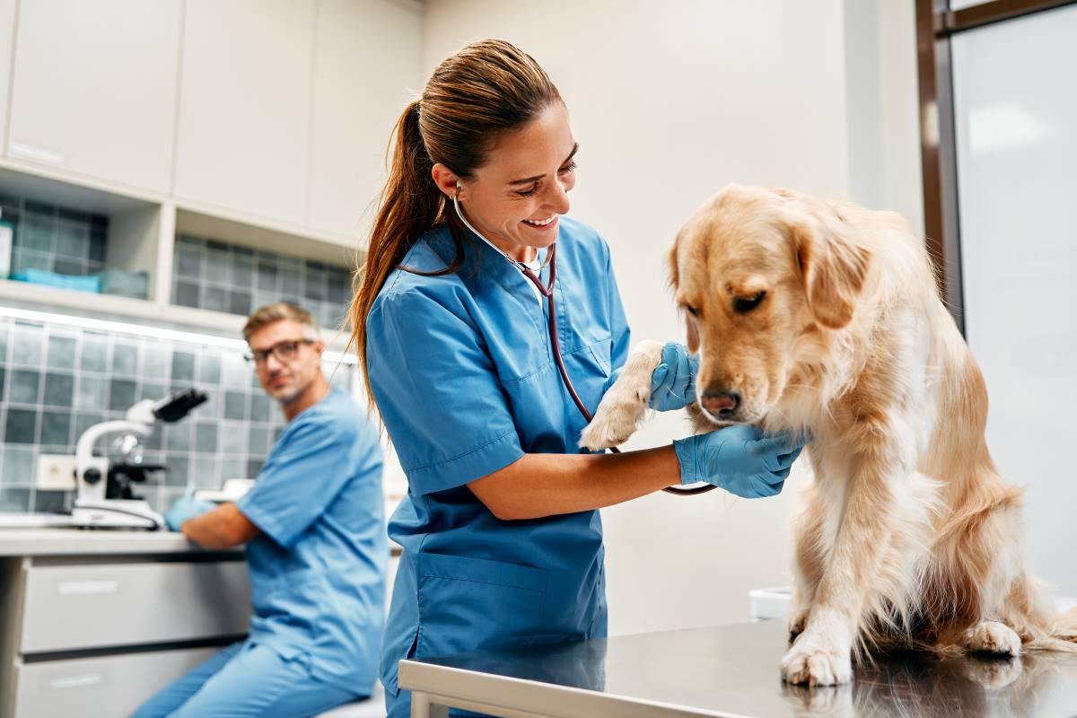 When to Take Your Pet to Emergency Care A Comprehensive Guide to Pet Emergency Care