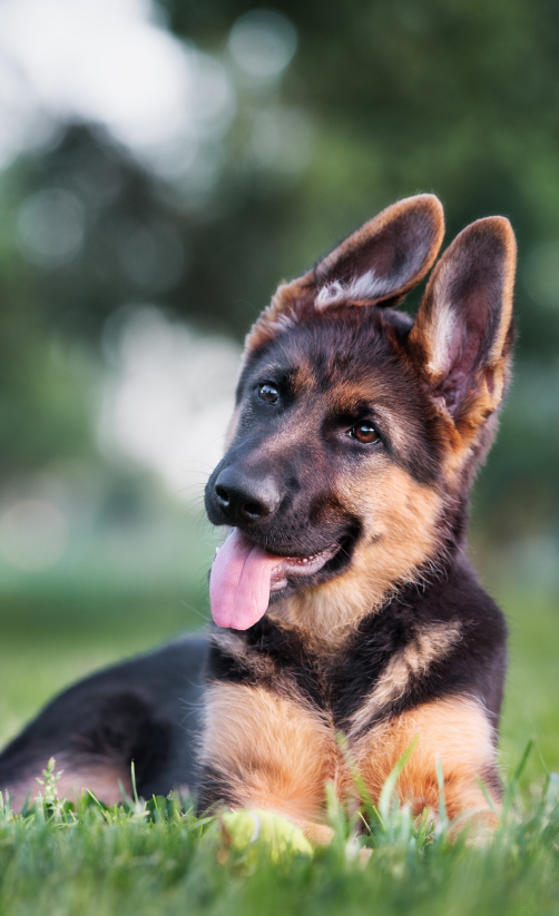 Dog